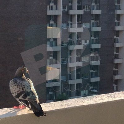 Gołębie na balkonie - co zrobić z gołębiami na balkonie ?